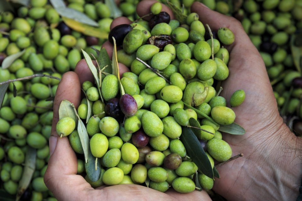 Das Rohmaterial: unreife Oliven haben den höchsten  Polyphenolanteil