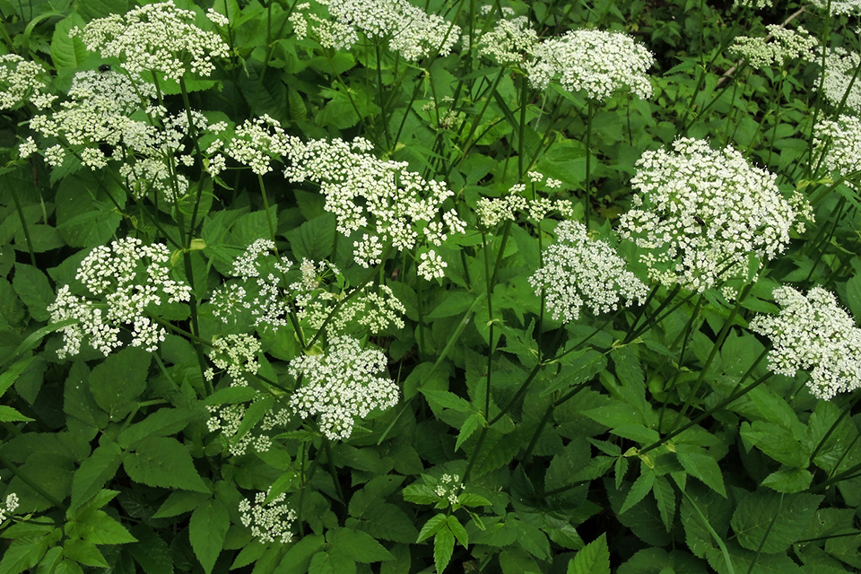 Gewöhnlicher Giersch, Aegopodium podagraria,