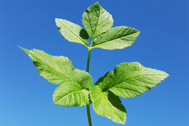 Aegopodium podagraria